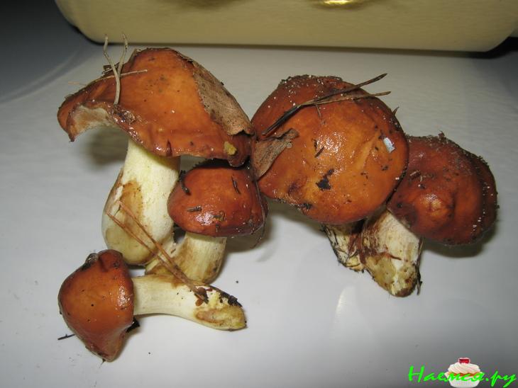 Маринованные лесные грибочки