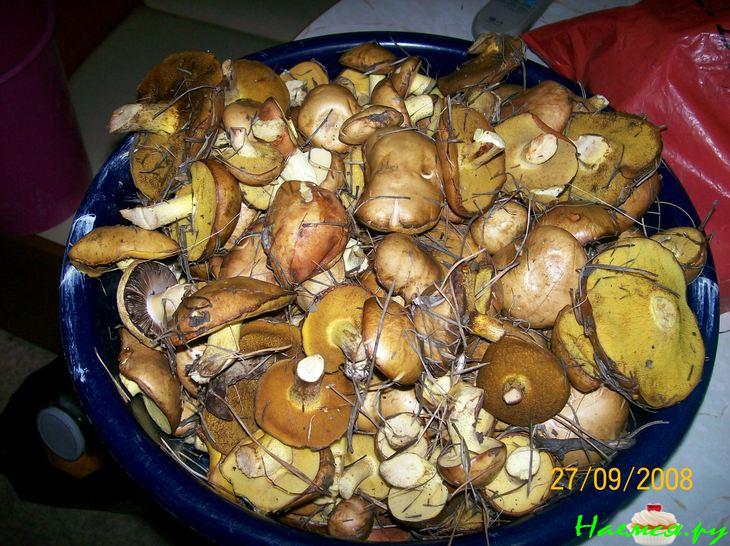 Грибок - в погребок (маринованные маслята)