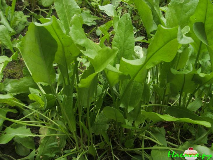 Щавель - заготовка на зиму