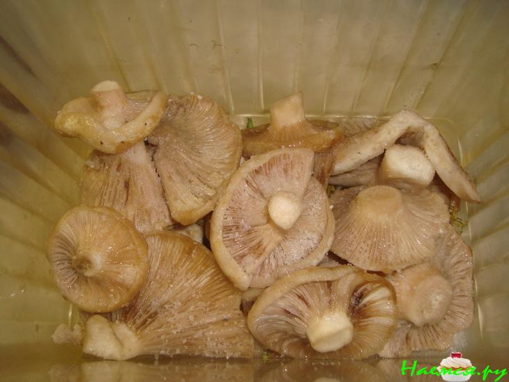 Засолка груздей Засолка груздей