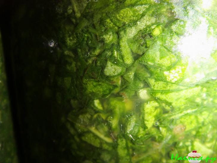 Щавель - заготовка на зиму