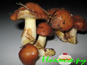 Маринованные лесные грибочки