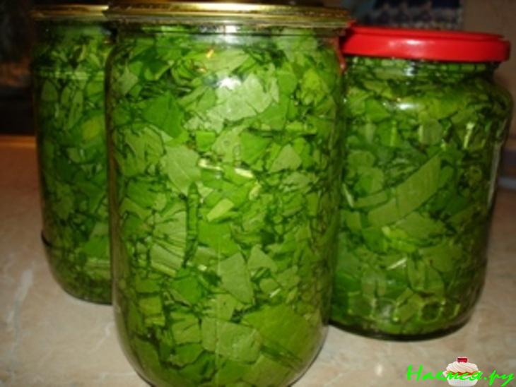 Щавель на зиму