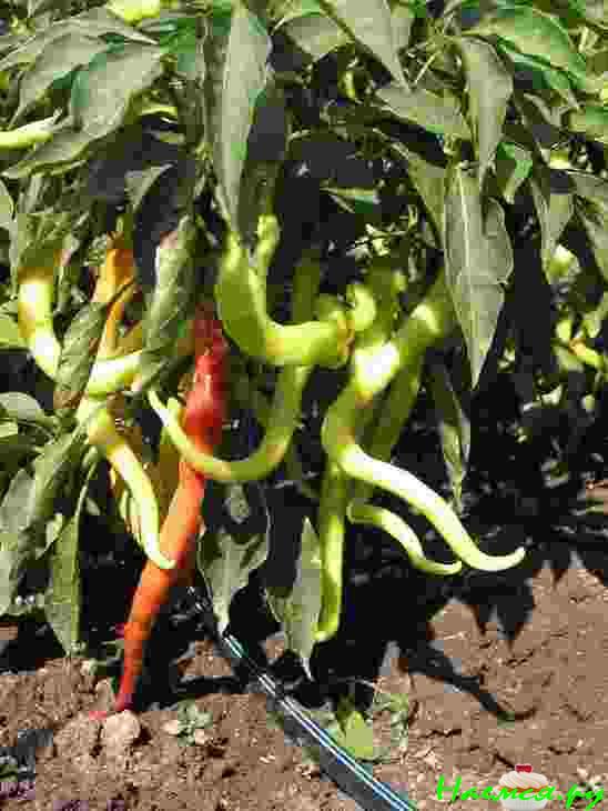 Пикантные перцы на зиму (Чорбаджийски печени чушки)