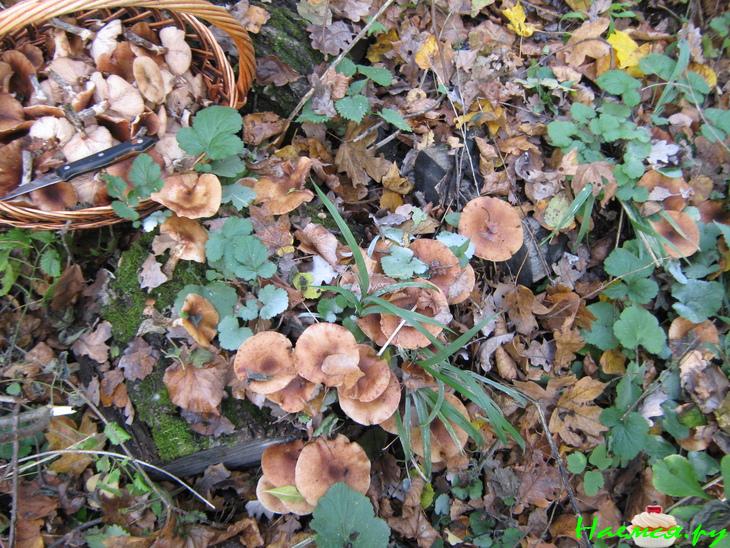 Маринованные лесные грибочки