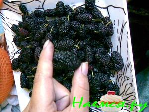 Варенье из шелковицы (тутовник)