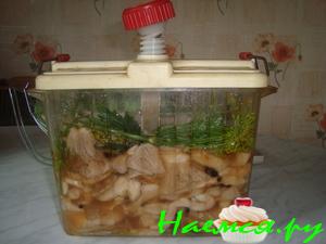 Засолка груздей Засолка груздей