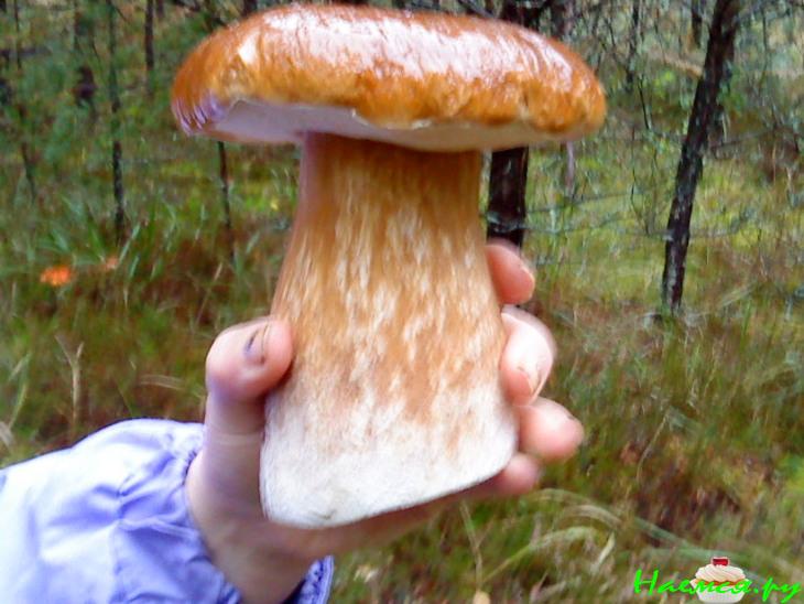 Грибы маринованные (белые)