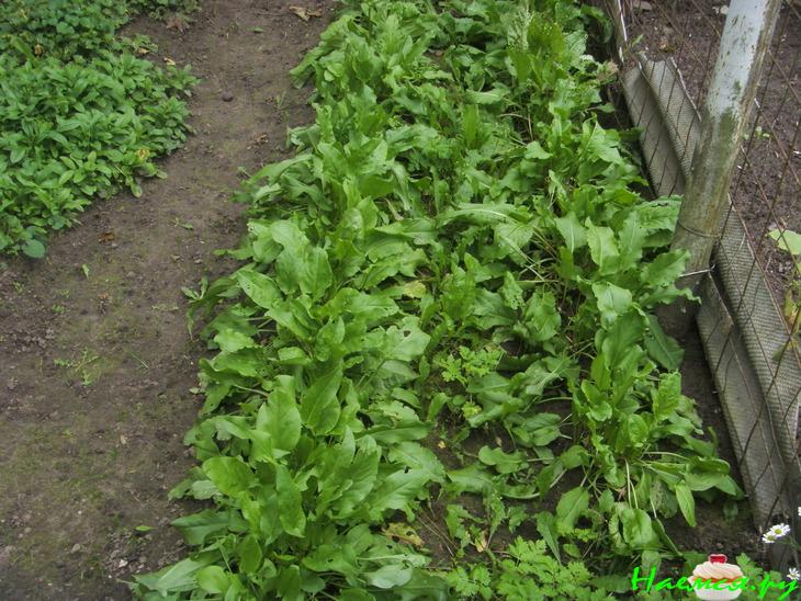 Щавель - заготовка на зиму