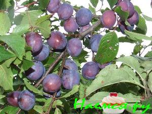 Вяленая сливовая масса /заготовка/