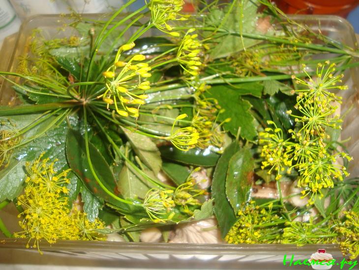 Засолка груздей Засолка груздей