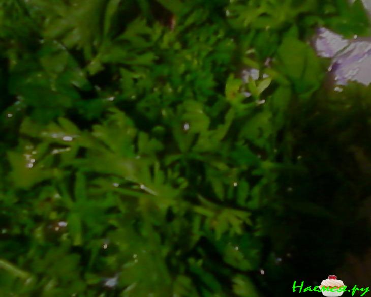 Перцы вкусные на зиму