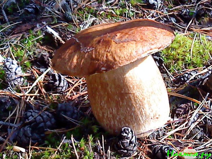 Грибы маринованные (белые)