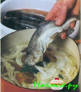 Голубая форель