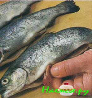 Голубая форель